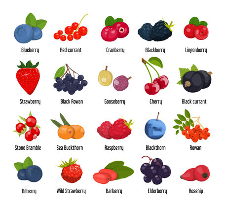 成熟一套各种可食用的浆果黑莓素食蔓越莓