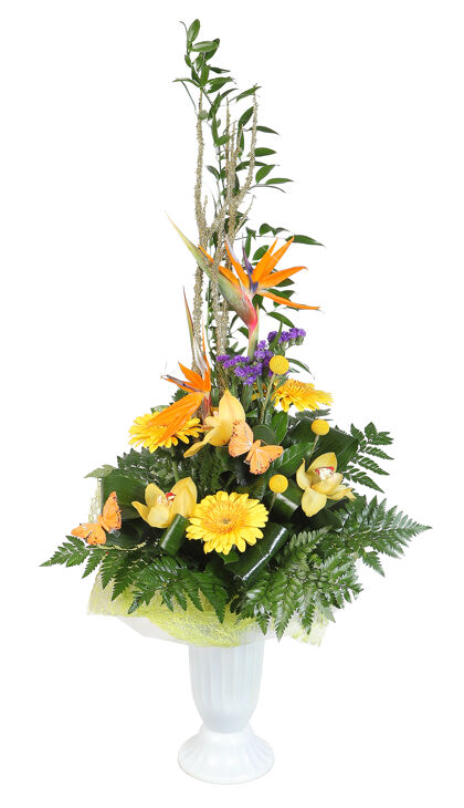 花朵塑料花瓶里的一束花 黄色的非洲菊和淡黄色的兰花 用蕨类植物装饰 隔离在白色的背景上束白色安排