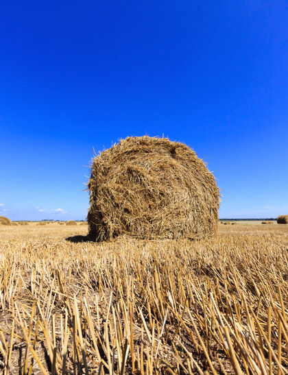 耕作农田里有谷类的收获收获稻草切割