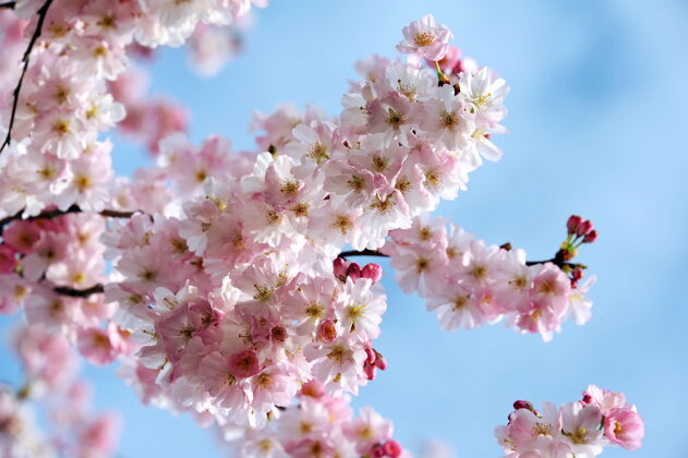 樱花美丽的春天绽放樱花枝收起来花瓣嫩日本