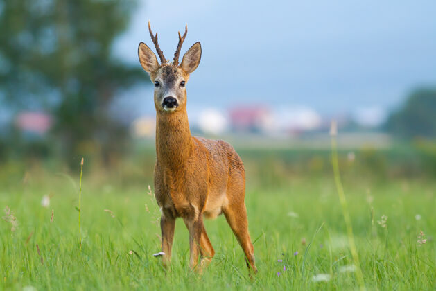 草地夏天的文明里 站在林间空地上的狍子动物面对镜头雄鹿