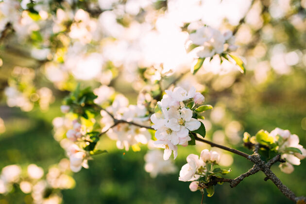 花春天的花园里 苹果的蓓蕾盛开了开花美丽花