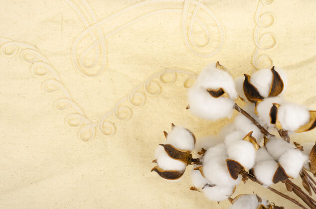 培育棉布表面的干棉花时尚有机小枝