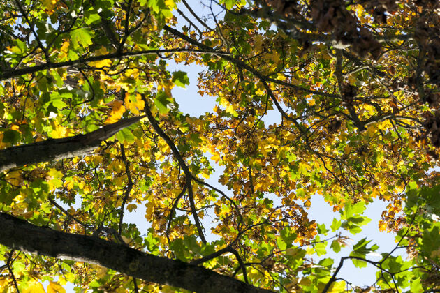 金色秋天 在一棵高大的老枫树上改变树叶的颜色树叶枫树公园