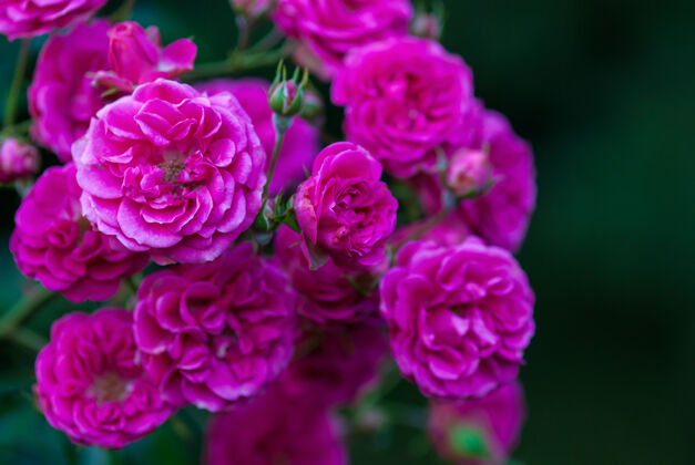 选择重点玫瑰埃尔姆肖恩-丰富的洋红色粉红玫瑰季节花景观设计
