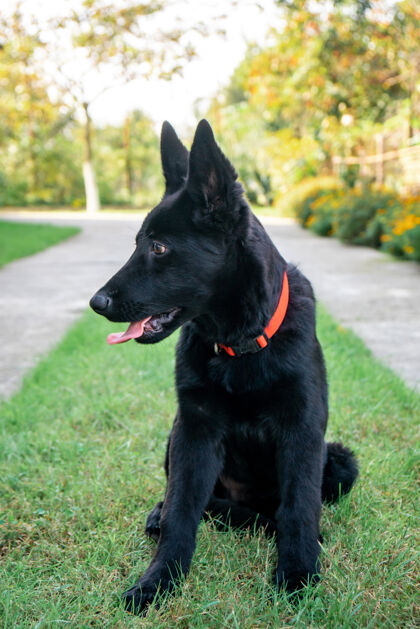 嘴绿草上的黑色德国牧羊犬的肖像一只户外活跃黑色