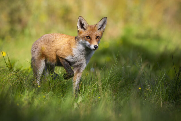 夏天在夏日的大自然中 赤狐一条腿站起来 从前面的林间空地上走近林间空地腿草地