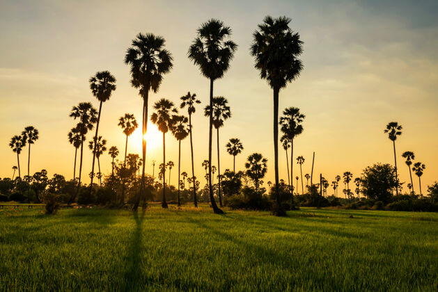 天空夕阳西下 穿过糖棕榈树 来到帕图姆萨尼的稻田 泰国.农业热带暖区工业乡村美丽自然旅游景观阳光糖种植园