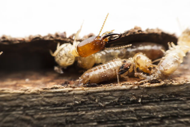 粗糙白蚁在分解木头年龄裂缝断裂