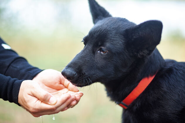 户外黑色德国牧羊犬的肖像从手喝水成人公园可爱