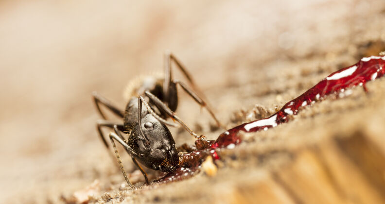 動物大森林螞蟻在原生棲息地關閉蟲子自然