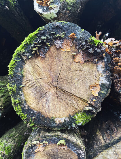 原木一堆天然锯材松材料旧