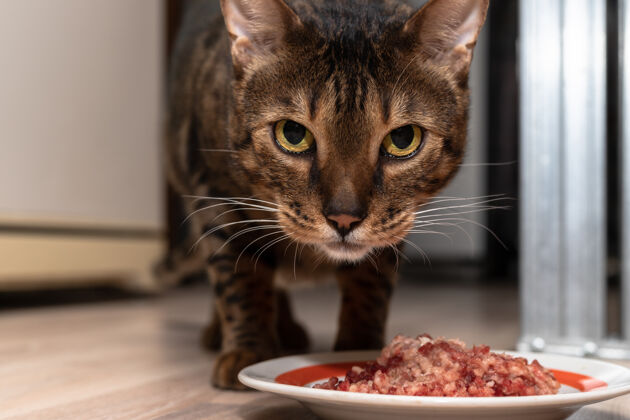 宠物孟加拉猫站在一碗肉旁边 目不转睛地盯着窗外照相机.主页宠物即食切碎的肉爪可爱碗