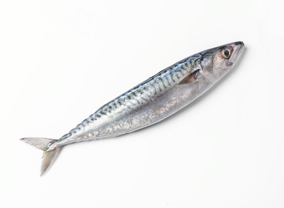 切割白色水面上的新鲜鲭鱼烹饪规模捕鱼
