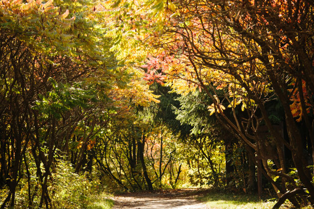 十月秋天的森林景色有一条小路道路树叶季节