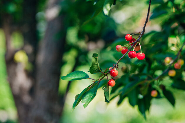 深红色樱桃在枝头生长 成熟的红樱桃生素食食物