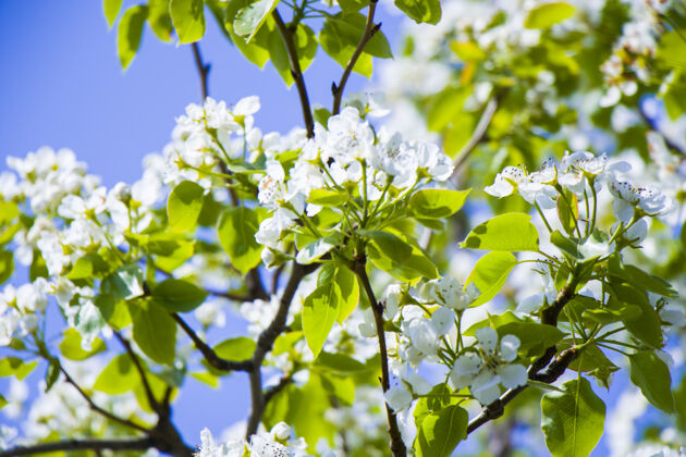 美丽春暖花开 枝头开白花 樱花盛开的时候 大自然的背景开花新鲜农业