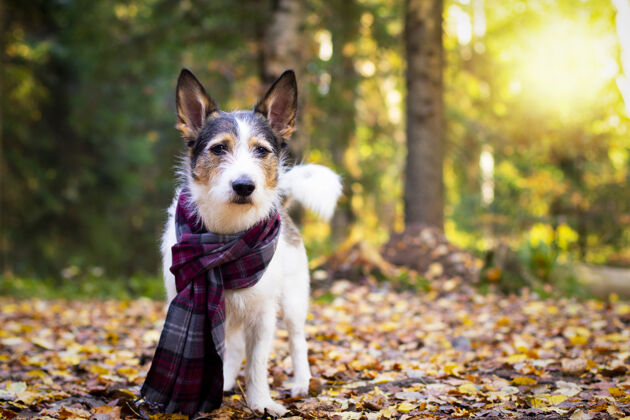 秋天秋天的小狗 一只可爱的小狗 戴着围巾 坐在五颜六色的树叶里森林长相在阳光下雷浪漫 知足宠物金秋 心情.副本空间复制空间有趣坐着