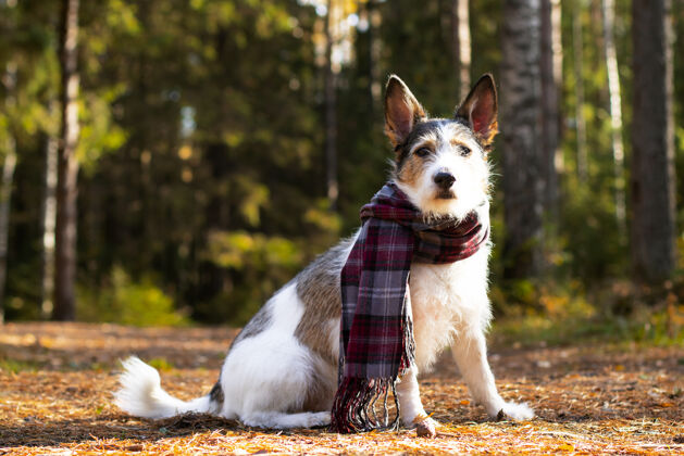 脸秋天的小狗 一只可爱的小狗 戴着围巾 坐在五颜六色的树叶里森林长相在阳光下雷浪漫 知足宠物金秋 心情.副本空间舒适狗围巾