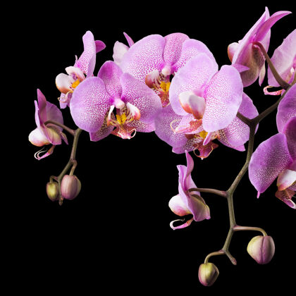 露珠粉红色蝴蝶兰或飞蛾兰科兰花的分支 在黑色背景上用剪接路径隔离花束活力花瓣