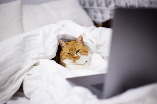 谎言红白猫躺在床上 笔记本电脑放在家里的房间里漂亮毛皮肖像