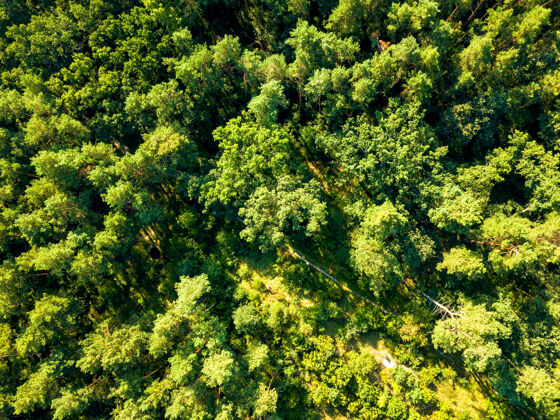 常绿晴朗夏季森林绿树的自然背景一天一天健康的概念环境.航空从无人机上看风景雄蜂公园