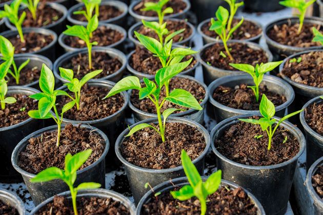 芽苗菜塑料辣椒苗盆栽早春的秧苗在温室里农业新鲜生态