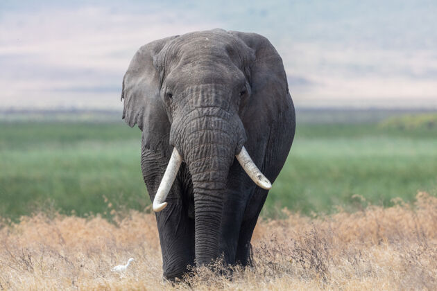 景观非洲大象在塔兰吉尔国家公园的草地上行走树干塞伦盖蒂图斯克