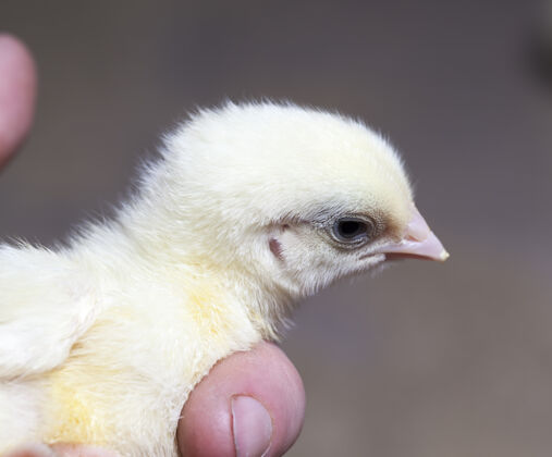 肉家禽养殖场的转基因白鸡喙已长大农场