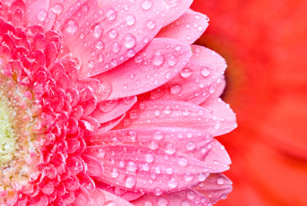 季节用水滴特写粉色雏菊非洲菊湿露珠花束