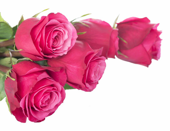 玫瑰孤立的粉红色玫瑰花在白色背景上礼物美丽花园