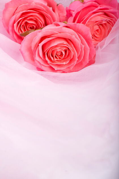 窗帘背景是柔软的丝绸上的粉红玫瑰束庆典自然