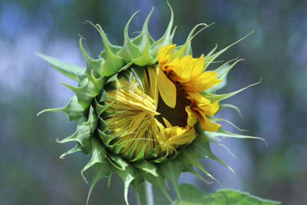 大自然一株正在发芽的向日葵蓓蕾植物向日葵