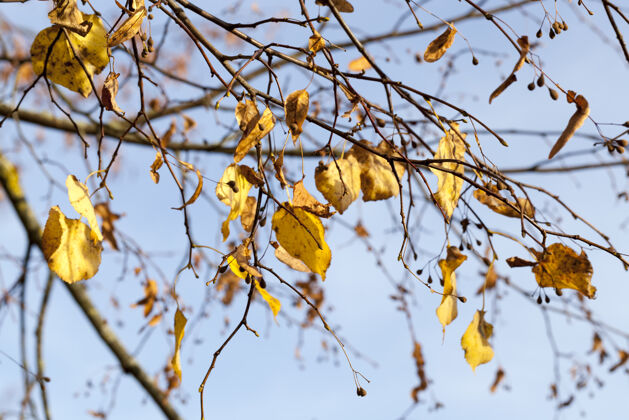 蔬菜秋天的桦树变幻着颜色乡村桦树落叶