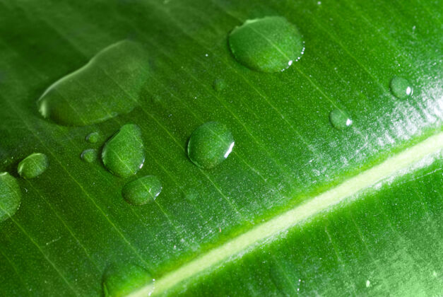水绿叶上的水滴光滴水液体