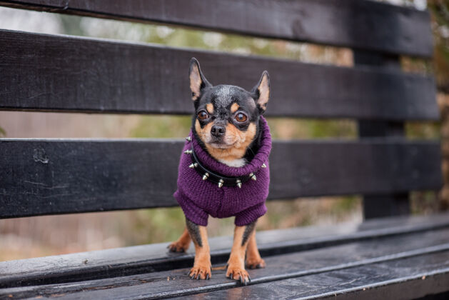 小宠物狗吉娃娃在街上散步吉娃娃街一只狗遛狗秋天在公园散步品种公园肖像