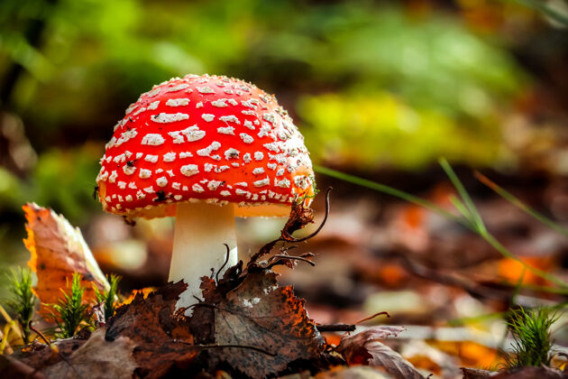 真菌在空中飞行木耳（鹅膏菌）蘑菇森林红盖蘑菇特写颜色宏自然