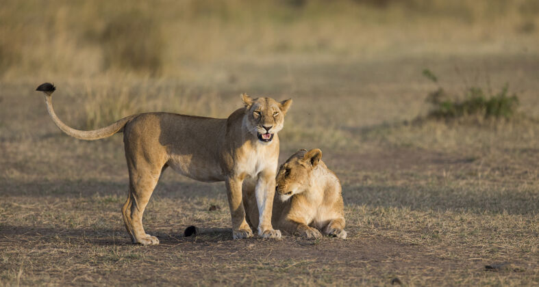 大自然两只母狮在花园里萨凡纳国家肯尼亚坦桑尼亚公园马赛先生塞伦盖蒂.!大自然 动物 狮子 野生动物 动物群 捕食者