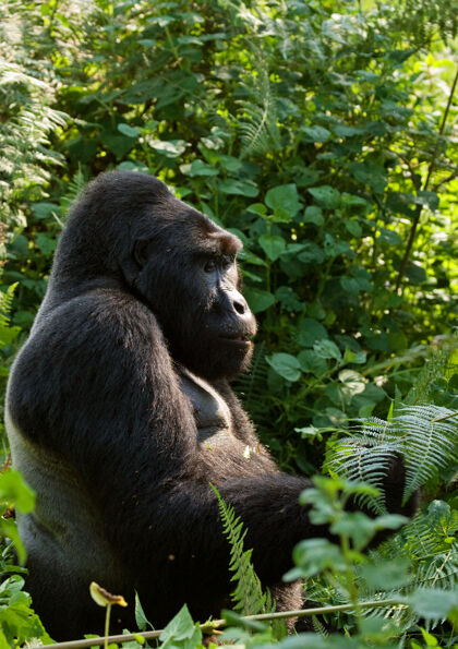 大猩猩占优势的雄性山地大猩猩雨林.乌干达.bwindi密不可分的森林国家公园公园热带哺乳动物