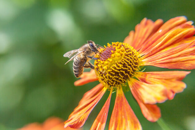 小蜜蜂采滿黃色花粉 飲花蜜 為桔子花授粉靈感自然 花卉春夏盛開 花園或公園背景授粉草野生
