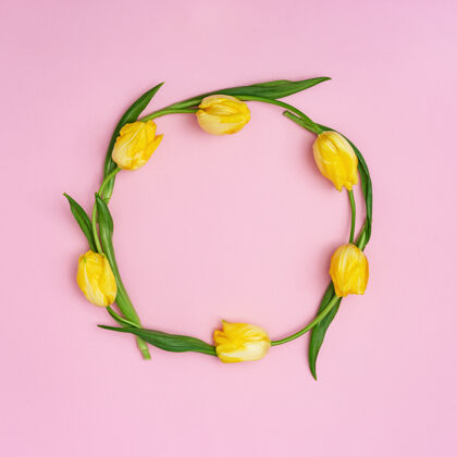 礼品黄色郁金香圆框粉色春天花朵图案特写圆形四月