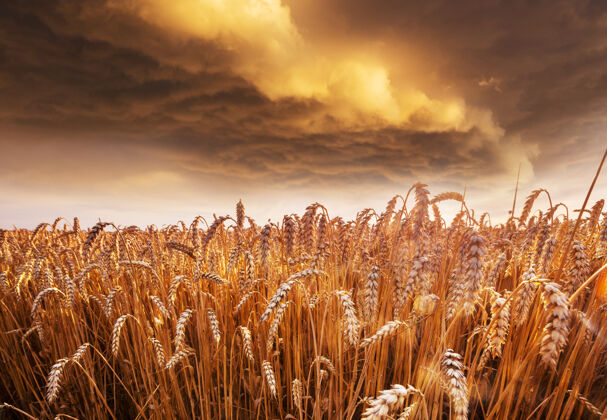 小麦麦田 近距离拍摄成熟的麦穗自然生长场景牧场种子