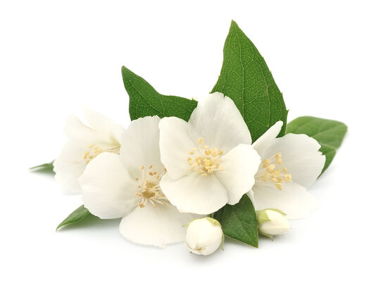 花束洁白的茉莉花隔离在白色的花朵上花叶植物学
