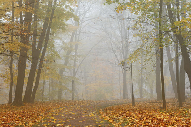 和平雾蒙蒙的早晨 在秋天公园里风景优美雾雾雾