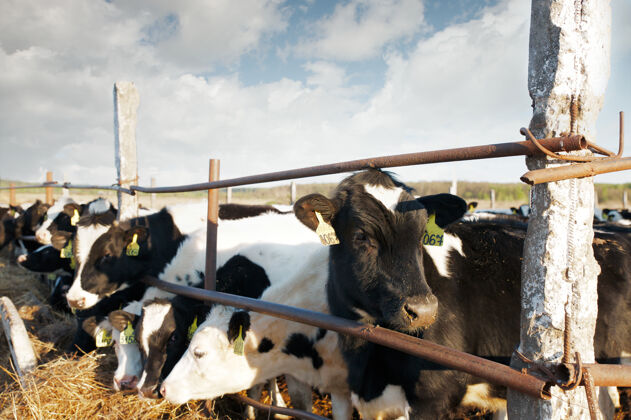 自然一群奶牛在农场里农场牲畜动物养殖