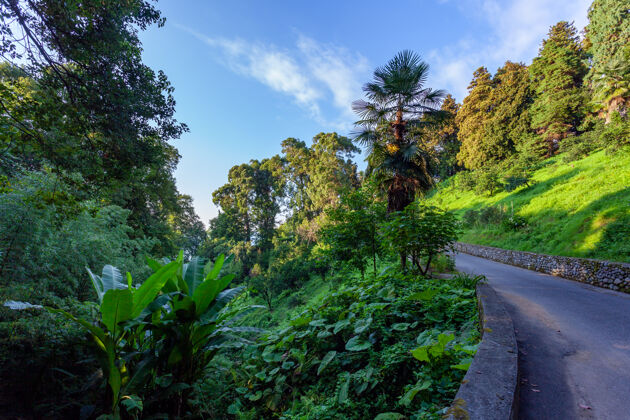 平静美丽的巴统植物园位于巴统附近景观胡同亚热带