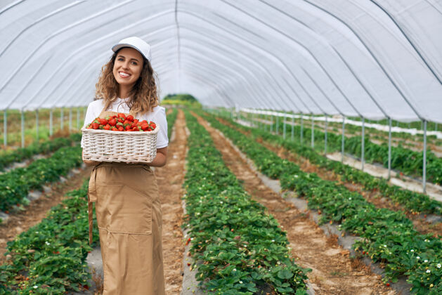 种植戴白帽子围裙摘草莓的女人农业温室田地