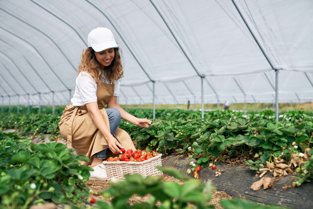 田地黑发女人在白篮子里摘草莓草莓自然工作