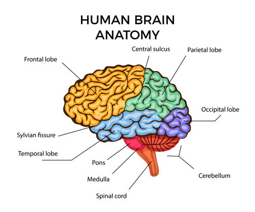 百分比人脑解剖信息图表与章节和文字描述平面图情绪头脑数据
