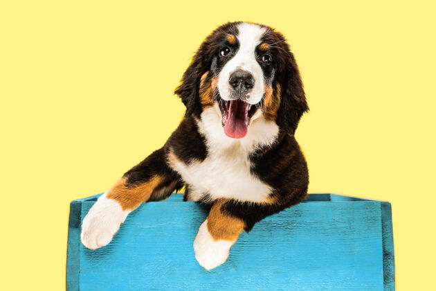 品种在黄色工作室背景上拍摄伯纳·森内亨德小狗的工作室照片动物狗美丽